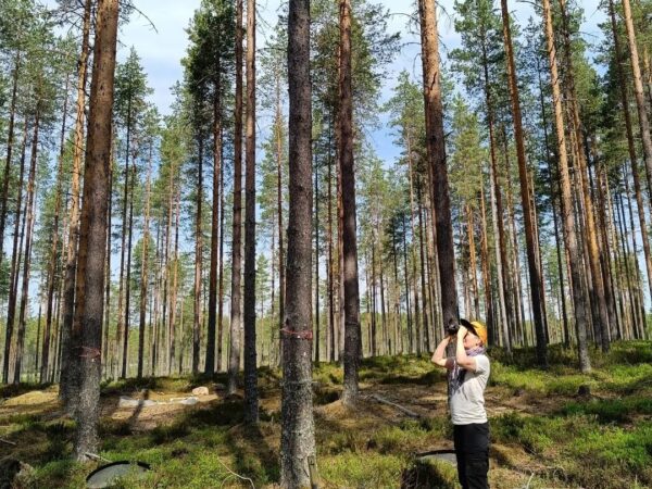 Ilmastoviisaan metsänhoidon tehostaminen lannoituksen avulla